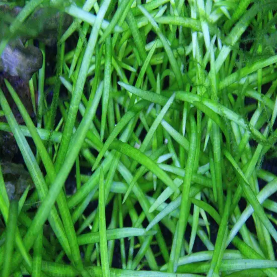 Buy 4 Get 1 Free! Dwarf Sagittaria Subulata Easy Live Aquarium Plant!