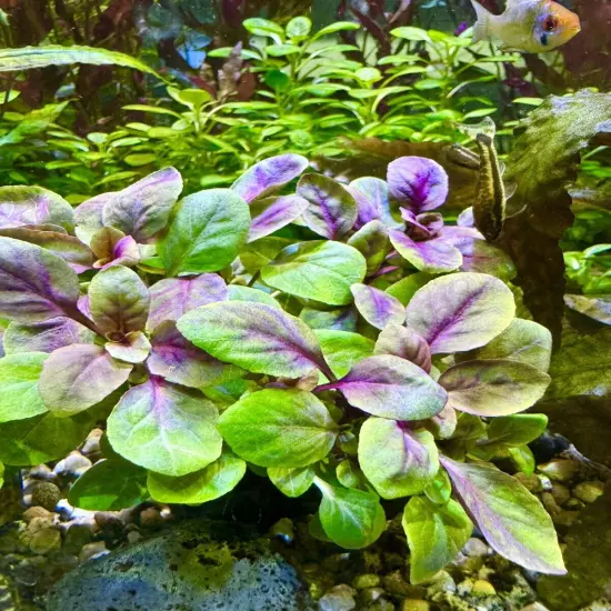 Lobelia Cardinalis Cardinal Plant Live Aquarium Plants