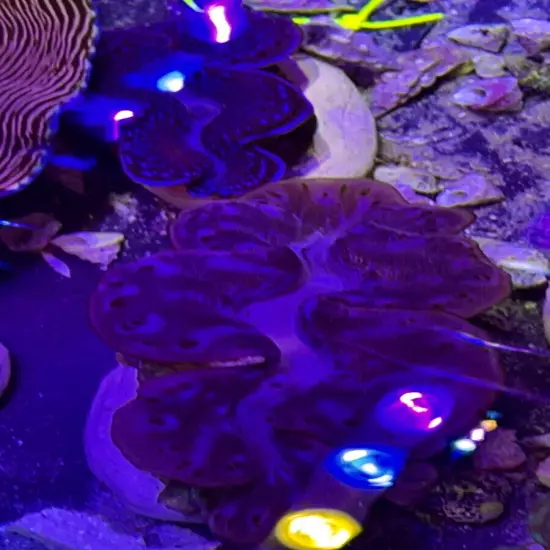 WYSIWYG Unique Ultra Blue Maxima Clam Tridacna Maxima Live Coral OG Frag Reef