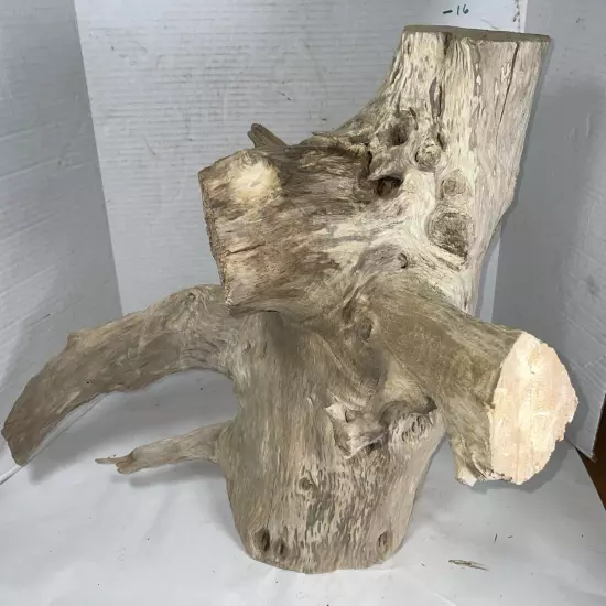 Driftwood 16” Tall 19” WideTaxidermy Beach Lake Mountain House Wedding Reception