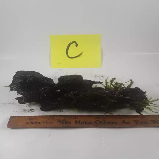 Weeping Moss, Vesicularia ferriei, on Malaysian driftwood