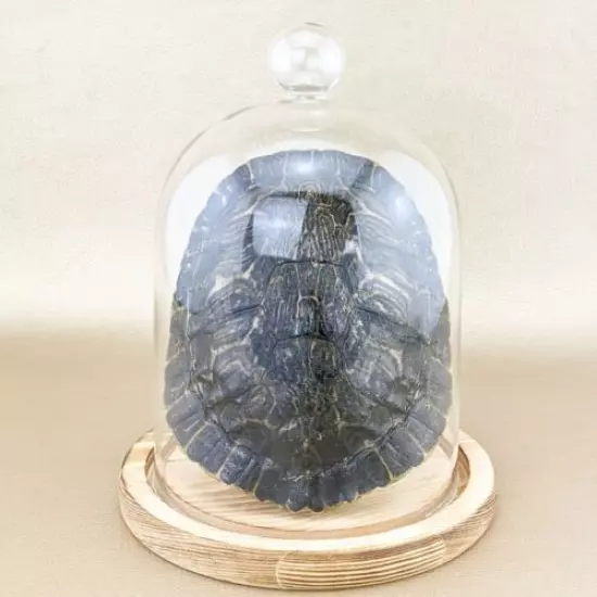 w64c Taxidermy oddities Curiosities River Cooter Turtle shell glass dome display