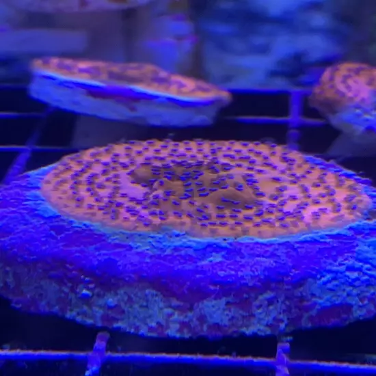 13 Mixed Frags Guaranteed 1 Hammer Or Frogspawn! Free Overnight Shipping