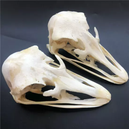 3 pcs Real Ostrich Skull collectable Animal Taxidermy educational specimens