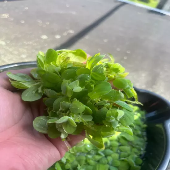 13+Dwarf Water Lettuce - Pistia stratiotes