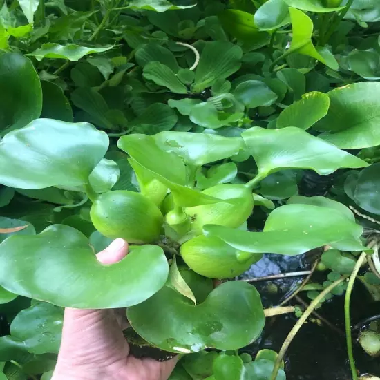 9 Live PURPLE Water Hyacinth Pond Plant Floating NO INSECTS/PARASITES FAST SHIP