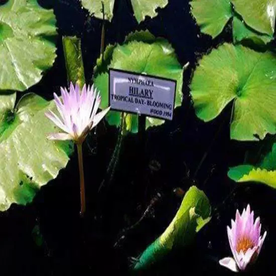 Nymphaea Hilary | Aquarium Plants Factory®