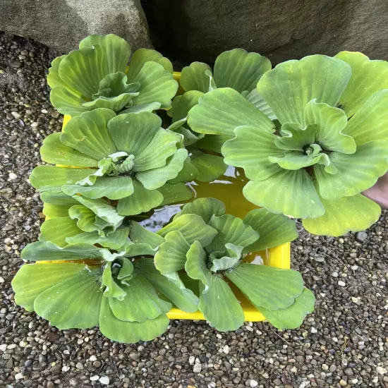 Memorial Day Special (10) Jumbo Water Lettuce Floating Koi Pond Plant Shade 6"