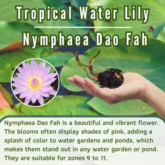 Buy2Get1Free Blue Dao fah Tropical Waterlily Live Fresh Plants Pond Color Flower