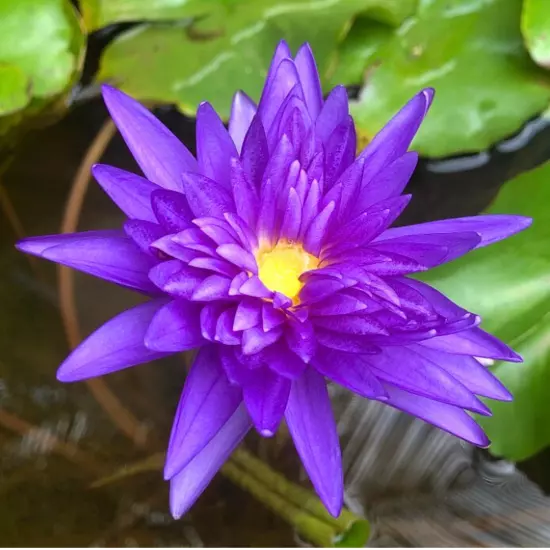 Buy2Get1Free King of Siam Tropical Waterlily Live Pond Plants Flower Colorful