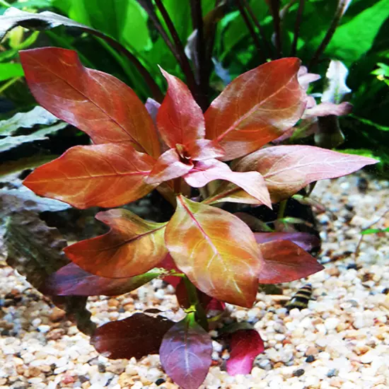 Package Bundle Ludwigia Peruensis Diamon Top Quality Live Aquariums Plants Decor