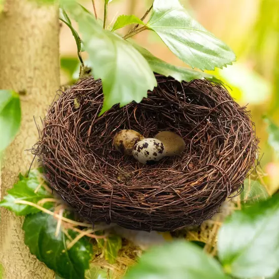 6/20CM Woven Rattan Bird's Nest Crafts Handmade Dry Natural Bird Nest for-Garden