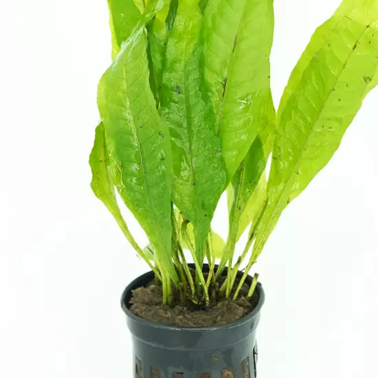 Buy2Get1Free Microsorum Pteropus Java Fern Potted Live Plants Decoration Aquatic