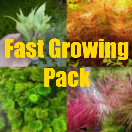 $100 Fast Growing Aquarium plant package filled with fast growing aquarium plant