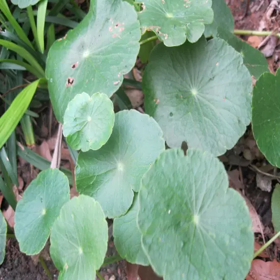 15 Brazilian Pennywort Water Ivy Hydrocotyle Live Aquarium Plant Round Leaves