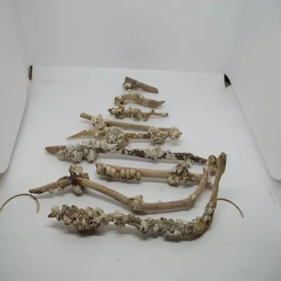 9 Pieces Natural Driftwood Aquarium Taxidermy Reptile Fish Tank Beach 1/4"