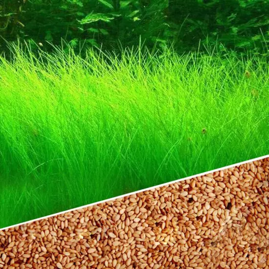 Plant Seed Fish Tank Aquarium Aquatic Water Grass Decor Garden Foreground Seeds