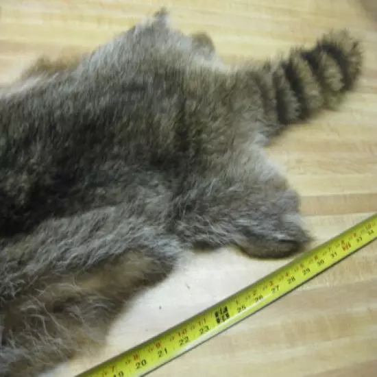 Craft Grade Tanned Raccoon Fur Coats Taxidermy # 0039419 Row A-19