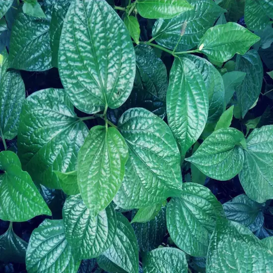 FRESH BETEL LEAVES!!! 25 Pieces