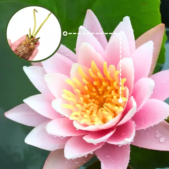 Buy2Get1Free Red Ploi Dang Tropical Waterlily Live Freshwater Plants Pond Flower