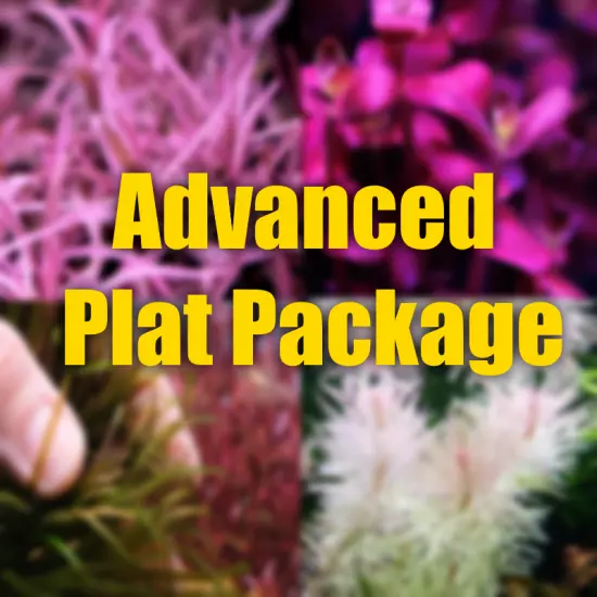 $25 Advanced Aquarium Plant Package filled with colorful rare plants red pink