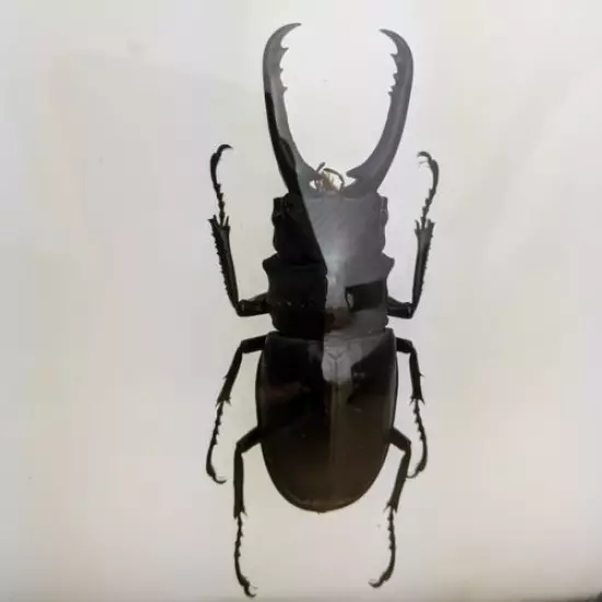 K46b Entomology Taxidermy Lg Stag Beetle Specimen floating frame collectible