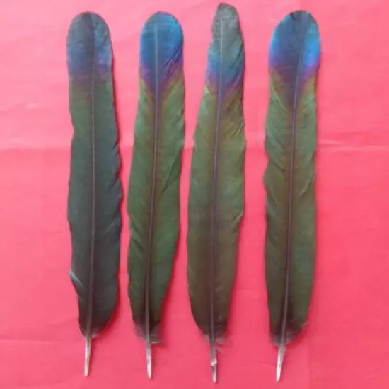 4 European Magpie Centre Tail Feathers 9" inch / 23cm - UK Sourced