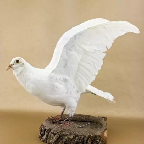 bc1 Rock Pigeon bird Taxidermy Oddities Curiositiesc livia dove collectible