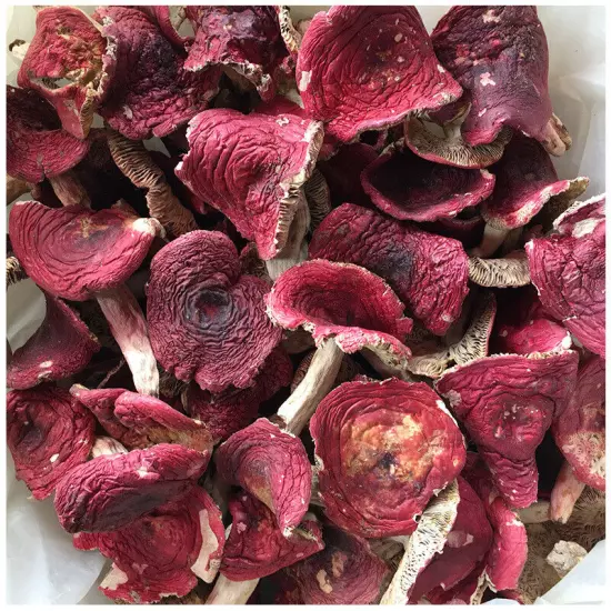 Wild red mushroom dried goods Fujian Zhenghong mushroom