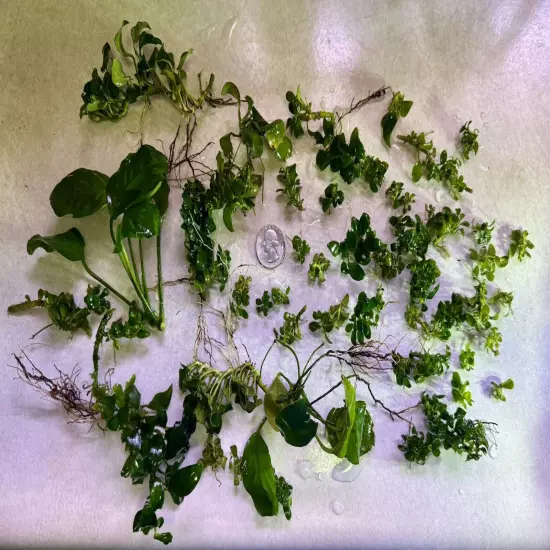 Anubias Nana & Nana Petite Mix Lot - Many Small & Tiny Pieces + Good Sized Ones