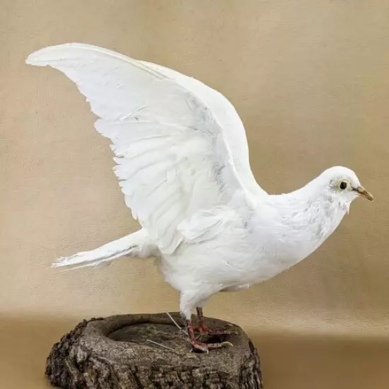 bc1 Rock Pigeon bird Taxidermy Oddities Curiositiesc livia dove collectible