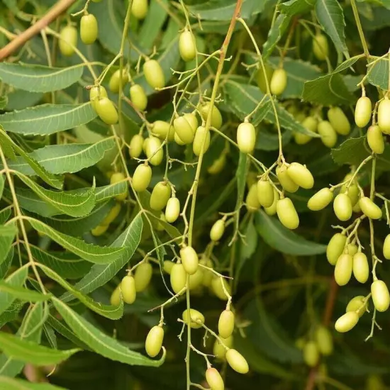 01 Neem (Azadirachta indica) Live Medicinal Plant length 15 inch for Planting