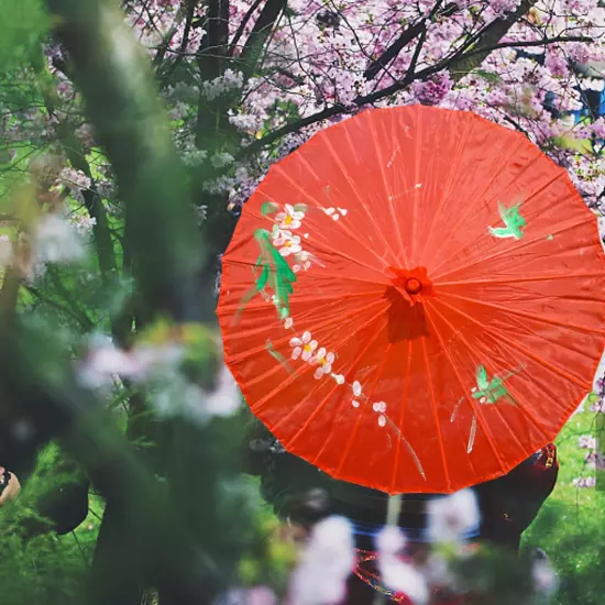 Chinese Classic Vintage Paper Umbrella Wedding Painted Dance Prop Parasol P2024