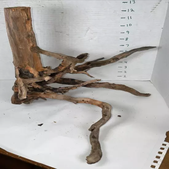 Driftwood Root Taxidermy Beach Lake Mountain Wedding Centerpiece Shower