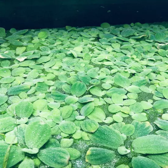 6 Water Lettuce SM/Baby Water Lettuce Freshwater Floating Plants Ponds/Tanks 