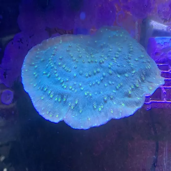 13 Mixed Frags Guaranteed 1 Hammer Or Frogspawn! Free Overnight Shipping