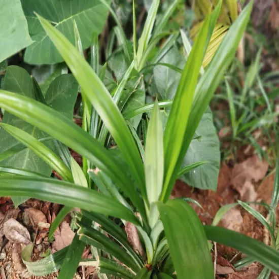 Dried Pandan Leaf Powder Pure Organic Dehydration Quality Ceylon Rampe Spices