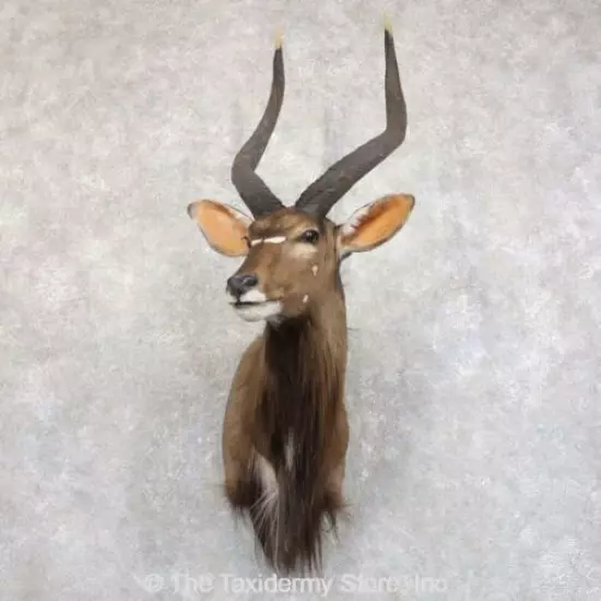 #22232 E | African Nyala Shoulder Taxidermy Head Mount - Antlers Horns