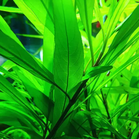 Package Bundle Hygrophila Salicifolia Narrow Leaf Live Plants Fish Tanks Aquatic