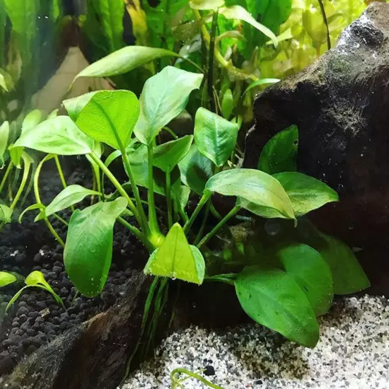 Package Loose Anubias Barteri Var. Nana Live Aquarium Plant Freshwater Fish Tank