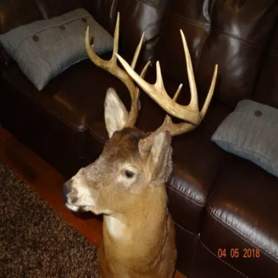 Wisconsin Buck deer taxidermy mount