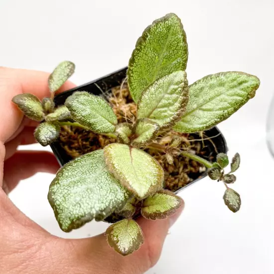 Episcia 'Silver Skies' (2.5" Pot) / African Flame Violet / Live Terrarium Plant