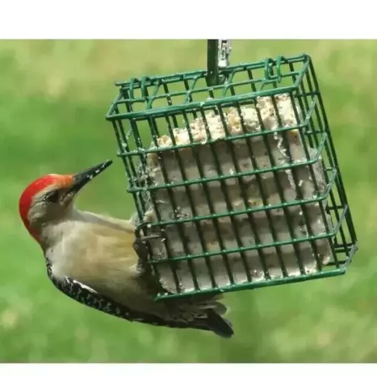 C&S Products High Energy Fresh Suet Value Pack, for Year Round Wild Bird Feeding