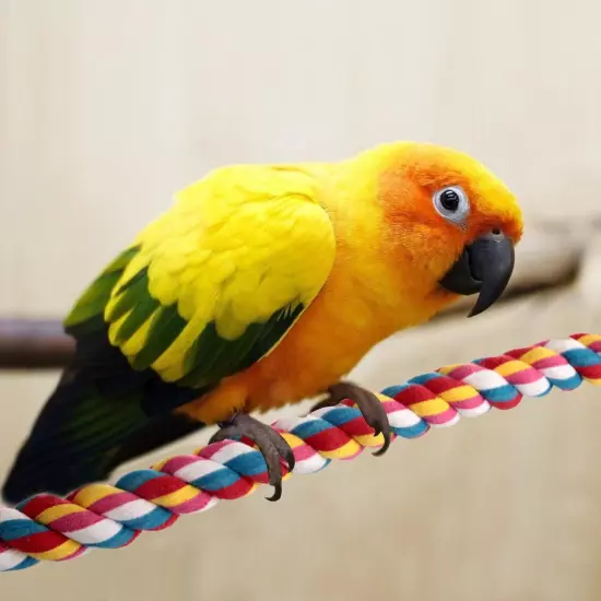 Bird Rope Perches,Parrot Toys 41 inches Bungee 41 inches, Multicolor 