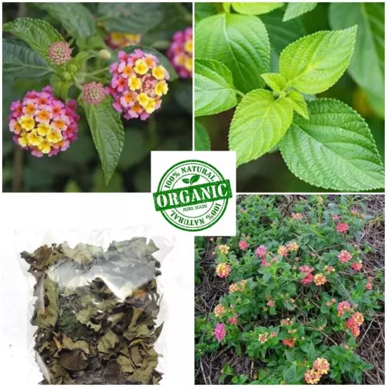 Ceylon Dried Lantana Camara Leaves Natural Shrub Verbena Angel Lips 100% Organic