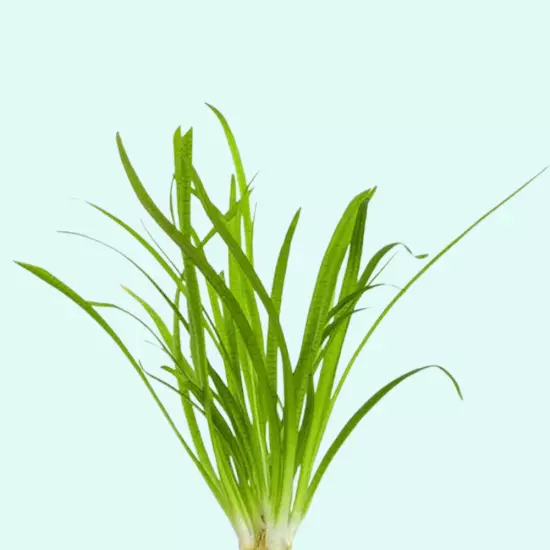 BUY 2 GET 1 FREE Dwarf Sagittaria Subulata Live Aquarium Plants