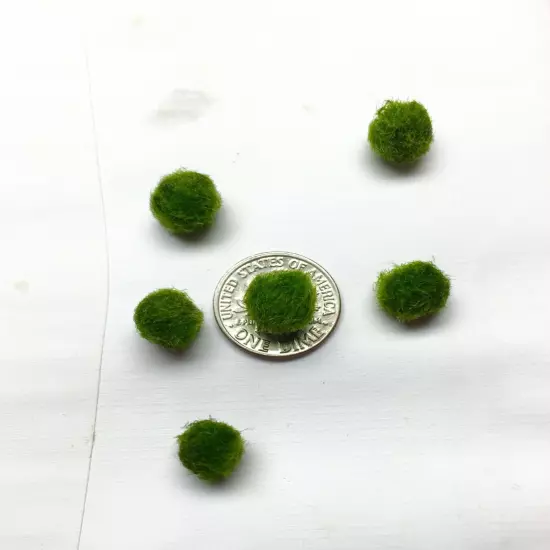 Marimo Moss 13 Balls 0.40 inch ( 1cm) Cladophora Live Plant Aquarium in USA.