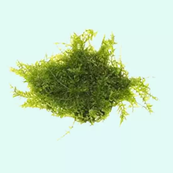 BUY 2 GET 1 FREE Christmas Moss "Vesicularia Montagnei" Live Aquarium Plants