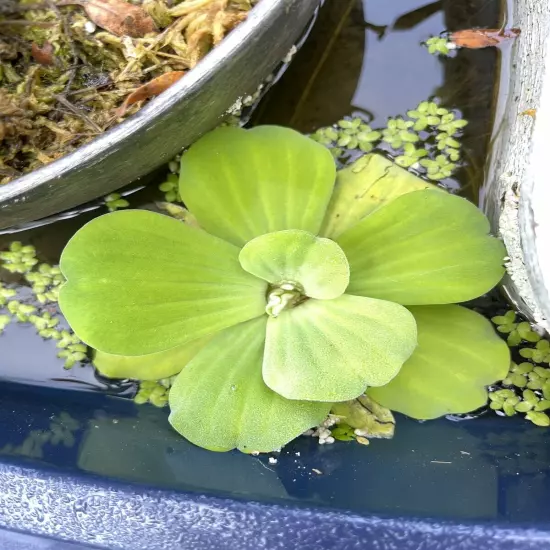 3 LARGE Water Lettuce Plants Live Aqua Plant Floating Koi Pond