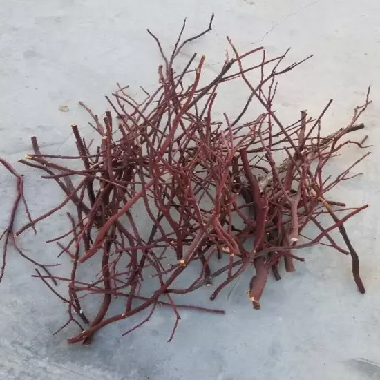 5 Assorted Red/Grey Manzanita branches for bird perch 9"-17"